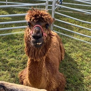 Meet your Posher, Brandy